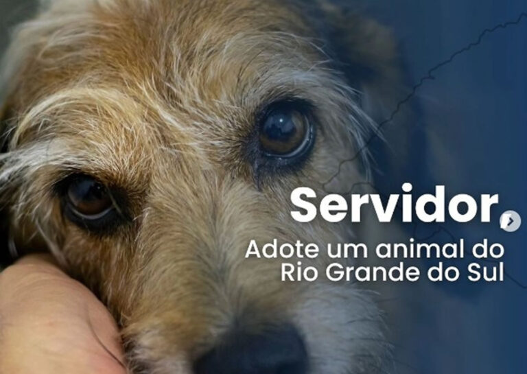 Leia mais sobre o artigo ADOTE UM ANIMAL DO RIO GRANDE DO SUL